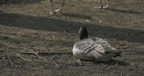 Pato tentando aquecer no brilho do sol — Vídeo de Stock