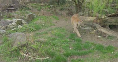 Büyük kırmızı Puma kapalı bir ağaçtan atlar