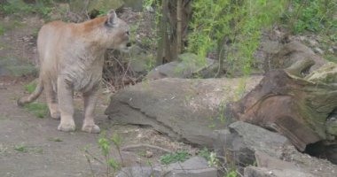 Puma için garip sesi dinler