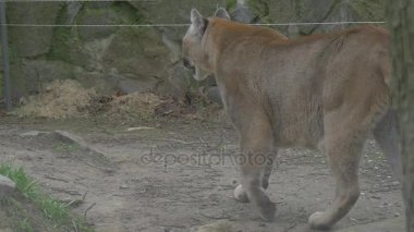 Bir sesleri dinler büyük kas kedi