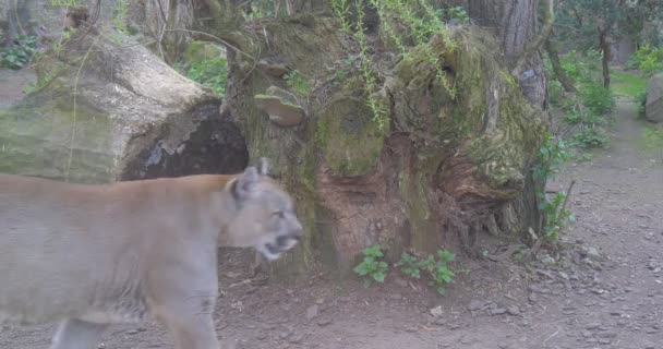 Grote rode Puma gaat op een smalle weg — Stockvideo