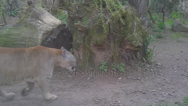 Κόκκινο Puma προσεγγίσεις πιο κοντά σε ένα μεγάλο κούτσουρο — Αρχείο Βίντεο