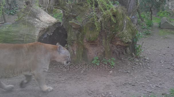 Rode Puma benaderingen meer dicht bij een grote stomp — Stockvideo