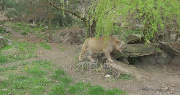 Puma se detiene cerca de un árbol para marcar el territorio — Vídeos de Stock