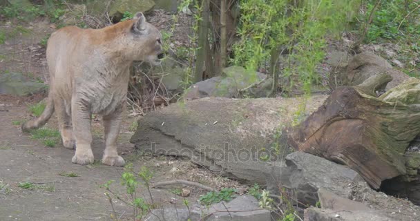 Puma słucha dziwny dźwięk — Wideo stockowe
