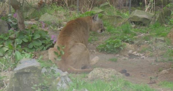 Duże straszne Puma siedzi na ziemi — Wideo stockowe