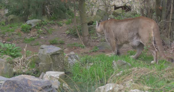 Grande Puma Vermelho vai em uma trilha de madeira — Vídeo de Stock