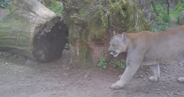 Adult Puma Passes by Big Old Tree — Stock Video