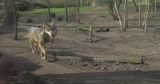 Vargen är kör förbi kameran i Zoo Springtime äng på bakgrunden torrt gräs Wildlife Sanctuary grå Predator av medelstorlek körs på solen — Stockvideo