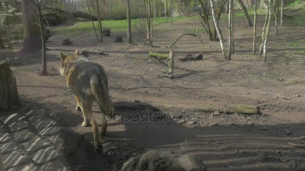 Wolf está andando longe por terra seca na parte traseira do Zoológico Wolf Cauda Cinza Fur Wildlife Sanctuary Predator está correndo ao redor no sol na floresta de primavera — Vídeo de Stock
