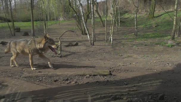 Lupo sta marcendo bastoni la sua lingua fuori zoo animale sta camminando su prato fauna selvatica santuario lupo sta passando da fotocamera predatore di dimensioni medie nella foresta — Video Stock