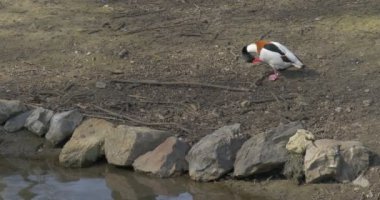 Yeşil ve beyaz Drake Mallard tüyler taşlı banka Lake vahşi ördek gölet yakın Preening Hayvanat Bahçesi bahar güneşli gün Ornitoloji kuş benekli eğitim