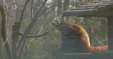 Küçük Panda yemek taze yaprakları ağacın dalları oturan ahşap günlük hayvan Hayvanat Bahçesi bahar güneşli gün orman doğa çevre koruma zooloji açıktır