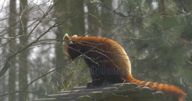 Sevimli kırmızı Panda ahşap günlük çiğneme yeme bırakır hayvan hayvanat bahçesinde bahar güneşli gün orman doğa çıplak dalları, ağaçlar nesli tükenmekte olan hayvan oturuyor