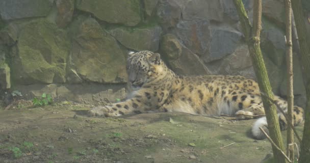 Cheetah arrêté pour la nuit près d'un mur — Video