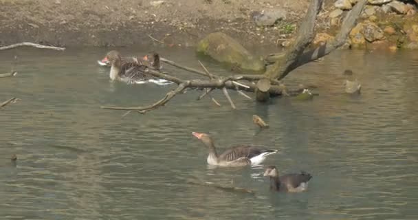 Patos Nadar Um Mallard Mergulha Flaps Suas Asas Lago Aves Selvagens Aves Speckled coloridas em Zoológico Excursão a Aviary Springtime Sunny Day Dry Log in Water — Vídeo de Stock