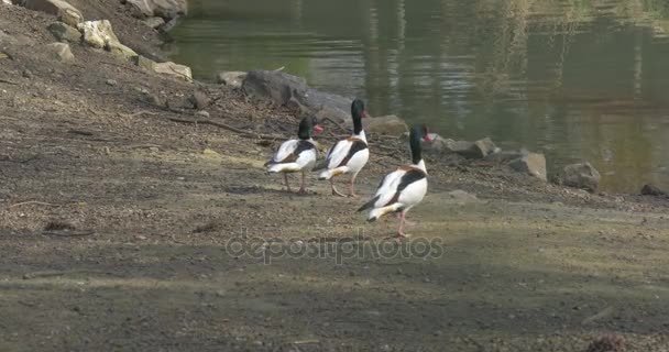 Trzy kaczki krzyżówki, w odległości spaceru Drakes Dzikie kaczki wody jeziora w pobliżu staw zielony i biały kolorowych ptaków w Zoo wiosną słoneczny dzień ochrony środowiska — Wideo stockowe