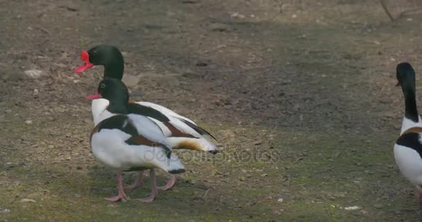 多彩野鸭有着明亮红色的喙，路过地面野鸭附近池塘绿棕色多彩有斑点的鸟在动物园鸟舍春天阳光灿烂的日子 — 图库视频影像