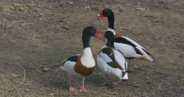 Três Drakes Mallards em pé no chão juntos Preening Penas e Caminhe Longe Flock of Wild Ducks Speckled Birds in Zoo Excursion in Spring Time Day — Vídeo de Stock