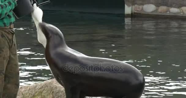 Seal mira al inspector de un zoológico — Vídeo de stock