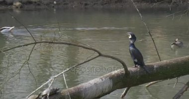 Drakes Yüzme Havuz siyah Ibises ağaçta oturup gövde vahşi ördek Park Hayvanat bahçesine gezi bahar güneşli gün çevre koruma yeşil ve gri kuş