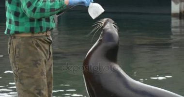 Çalışan bir mühür yüzünde bir şişe koymak çalışır