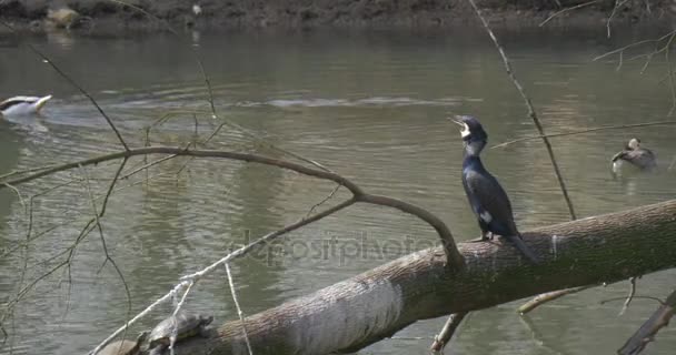 Erpel schwimmen am Teich Schwarze Ibisse sitzen auf Baumstamm Wildenten grüne und graue Vögel im Park Zoo Exkursion Frühling sonniger Tag Umweltschutz — Stockvideo