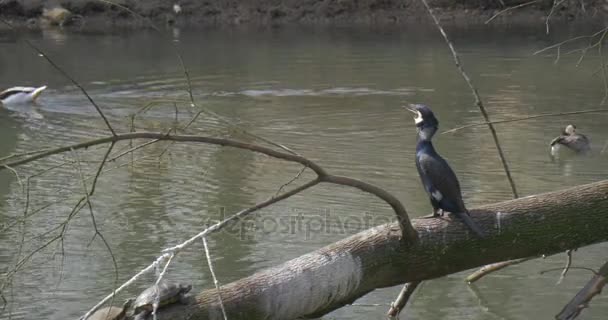 Drakes simmar förbi dammen svart ibisar sitta på Tree Trunk vilda ankor gröna och grå fåglar i Parken Zoo utflykt våren solig dag miljöskydd — Stockvideo