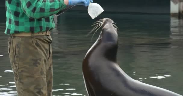Рабочий пытается поставить бутылку на лицо тюленя — стоковое видео