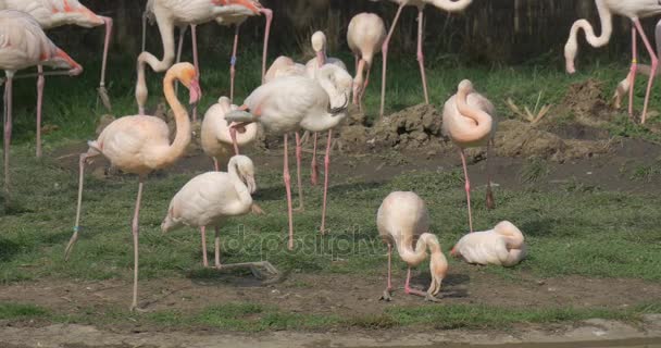火烈鸟群是站在一起在动物园涉水鸟站在一条腿而其他湖草坪银行是塞下方及其身体阳光灿烂的日子 — 图库视频影像