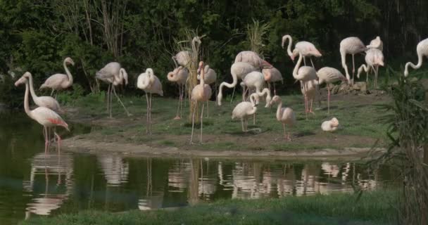 Flamingos estão alimentando um pássaro joga o outro rebanho em um banco de lago no jardim zoológico Pálido Wading Birds com pescoços longos erguendo cabeças para cima e derrubando o dia ensolarado — Vídeo de Stock