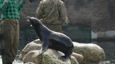 Favori onların Pets iki eğitmen ziyaret