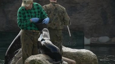 Erkek deniz aslanları tarafından taze tatlı su balıkları Besleme