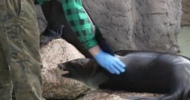 Çalışan bir Hayvanat Bahçesi, Deniz Aslan gibi göbeğimden vuruş