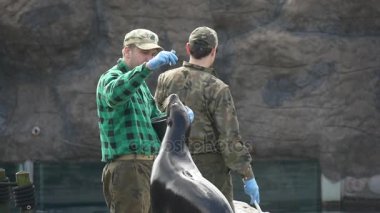 Bir deniz aslanları işleri onun evcil hayvan ile bir hayvanat bahçesi içine yetişkin eğitmen