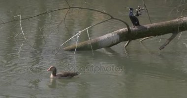 Tavuklar ve Drakes havuzumda yüzerek Gölü yabani kuşlar renkli ve hayvanat bahçesi siyah kuş kahverengi benekli kuş tarafından bir şube bahar Sunny gün orman üzerinde oturan