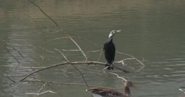 Ağaç dalına gölet yabani kuşlar kadın havuzumda üzerinde kahverengi benekli kuşlar hayvanat bahçesine gezi ilkbaharda oturan Lake siyah kuş yaban ördekleri tavukları geldiğinizdeuğramayı
