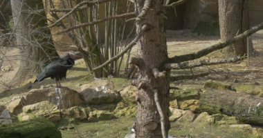 Kel Ibis duruyor taş yükselterek bacak yukarı güneşli bahar gün eleştirel nesli tehlike altında olan kuş ile uzun kavisli Gaga siyah tüyler Ornitoloji ders Hayvanat Bahçesi