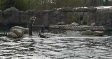 Eğitmen sirk gösterisi Hayvanat Bahçesi ziyaretçileri gösterir.