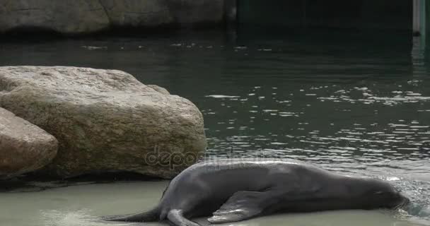 Deux lions de la mer Noire allongés sur une plate-forme humide — Video