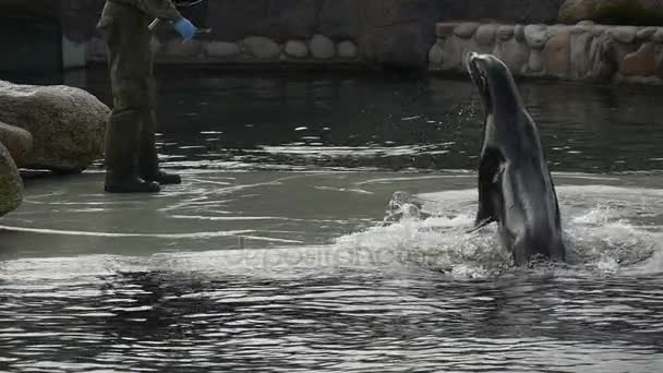 Le lion de mer noir adulte disparaît sous l'eau — Video