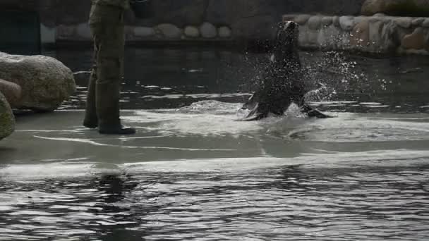 Lew morski dorosły wyskakuje z wody — Wideo stockowe