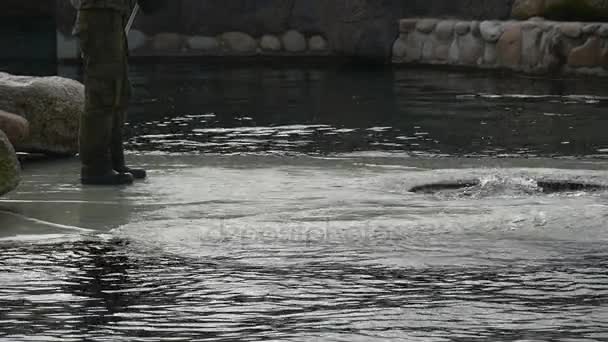 León marino adulto se sumerge en un agua desde una plataforma — Vídeos de Stock