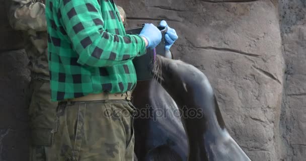 Mitarbeiter eines Zoos reinigt Zähne eines Seelöwen — Stockvideo