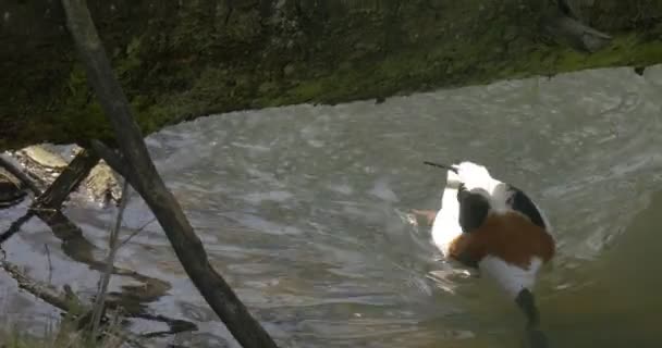 マガモは、ツリー トランク 1 つドレイク下を通過を泳ぐ湖野生鳥動物園遠足にカラフルな男性たち水の鳥小屋春晴れた乾燥ログに — ストック動画