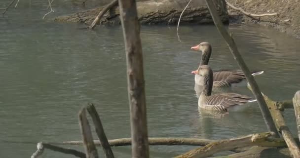 Patos nadan junto al lago Brown aves acuáticas moteadas en el zoológico Primavera Día soleado Troncos secos en el agua Día soleado — Vídeos de Stock