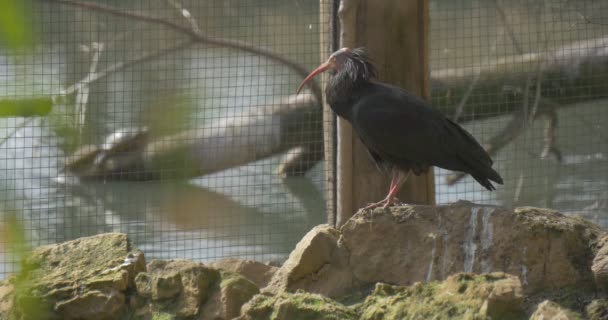 Φαλακρός Ibis στέκεται πάνω σε πέτρες σε κλουβί κοντά σε βάλτο κόκκινο κυρτό ράμφος μαύρα φτερά κρισίμως απειλούμενα είδη πουλιών βιολογία μελετά στο ζωολογικό κήπο, ηλιόλουστη άνοιξη — Αρχείο Βίντεο