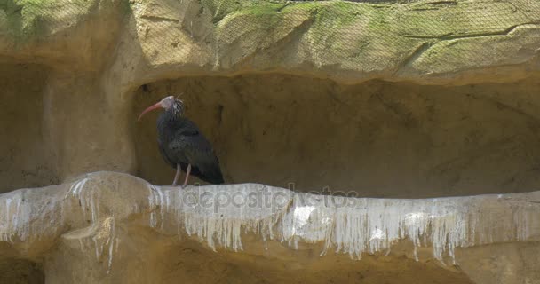 Two Black Bald Ibises Stand is niche of Rock Walk by Tunnel Long Curved Beak Black Feathers Critically Endangered Bird Observation of the Bird 's Behavior — стоковое видео