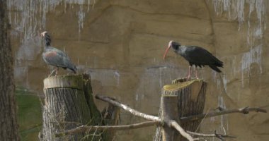 İki kel Ibises Milli Park alanında eğitim ahşap pullar güneşli bahar gün kuş kuş davranış Ornitoloji gözlenmesi kayalık yaşam alanları üzerinde duruyor