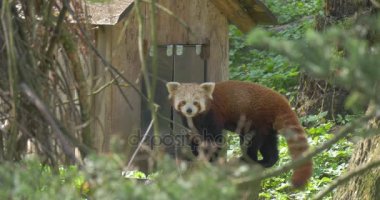 Küçük Panda girer onun orman Hayvanat Bahçesi Milli Park nesli tükenmekte olan hayvan esir Firefox ile kahverengi kürk bahar güneşli gün çevre koruma burada